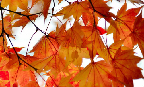 Autumn gardening in Pembrokeshire