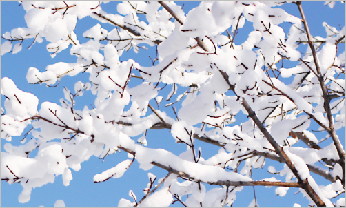 Protective winter gardening for Pembrokeshire